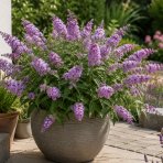Budleja Dávidova (Buddleja Davidii) ‘LITTLE LILA BUTTERFLY CANDY’® - výška 10-20 cm, kont. C2L